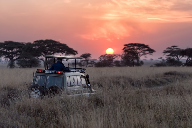 Los Mejores Prismáticos para ir de Safari