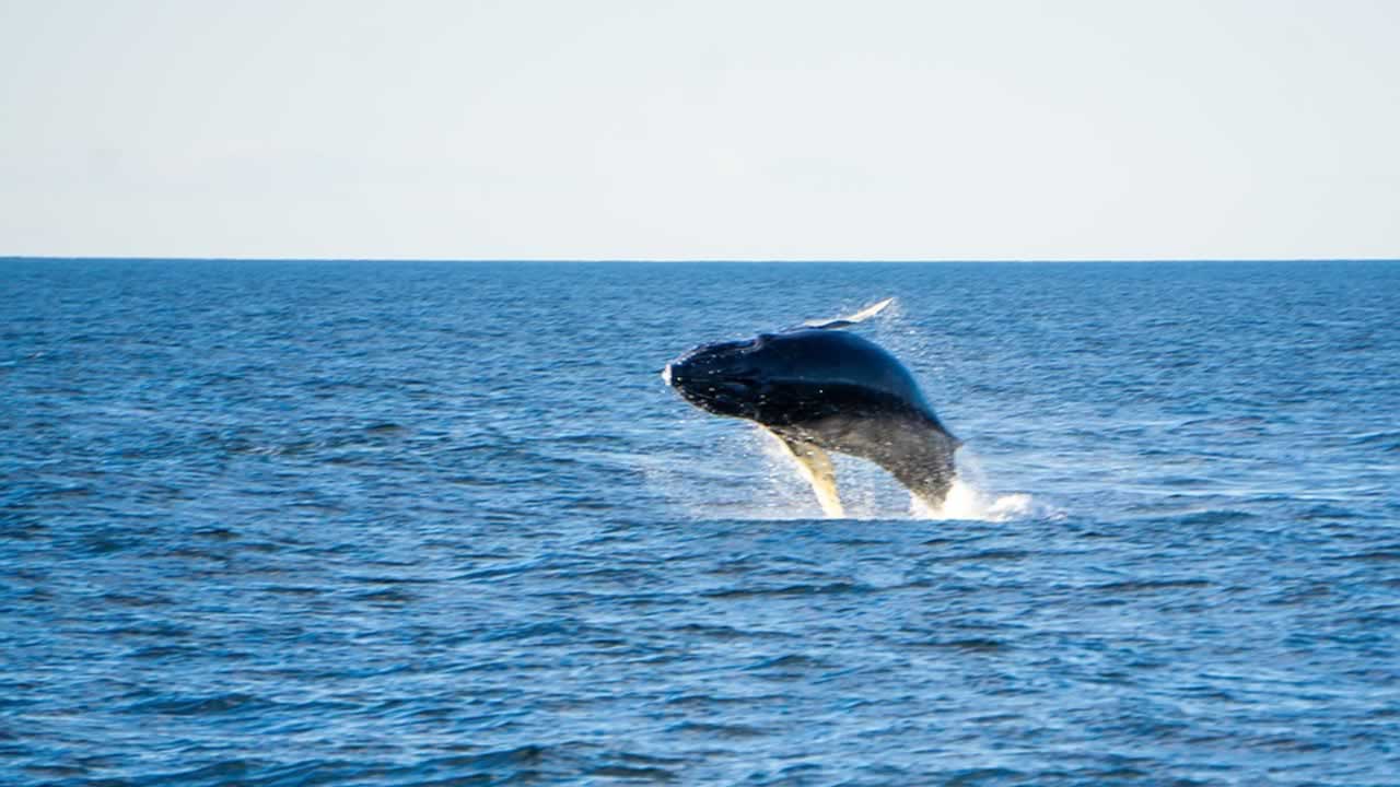 Prismáticos para observar Ballenas